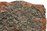 Silurian Fossil Crinoid (Scyphocrinites) Plate - Morocco #148862-1